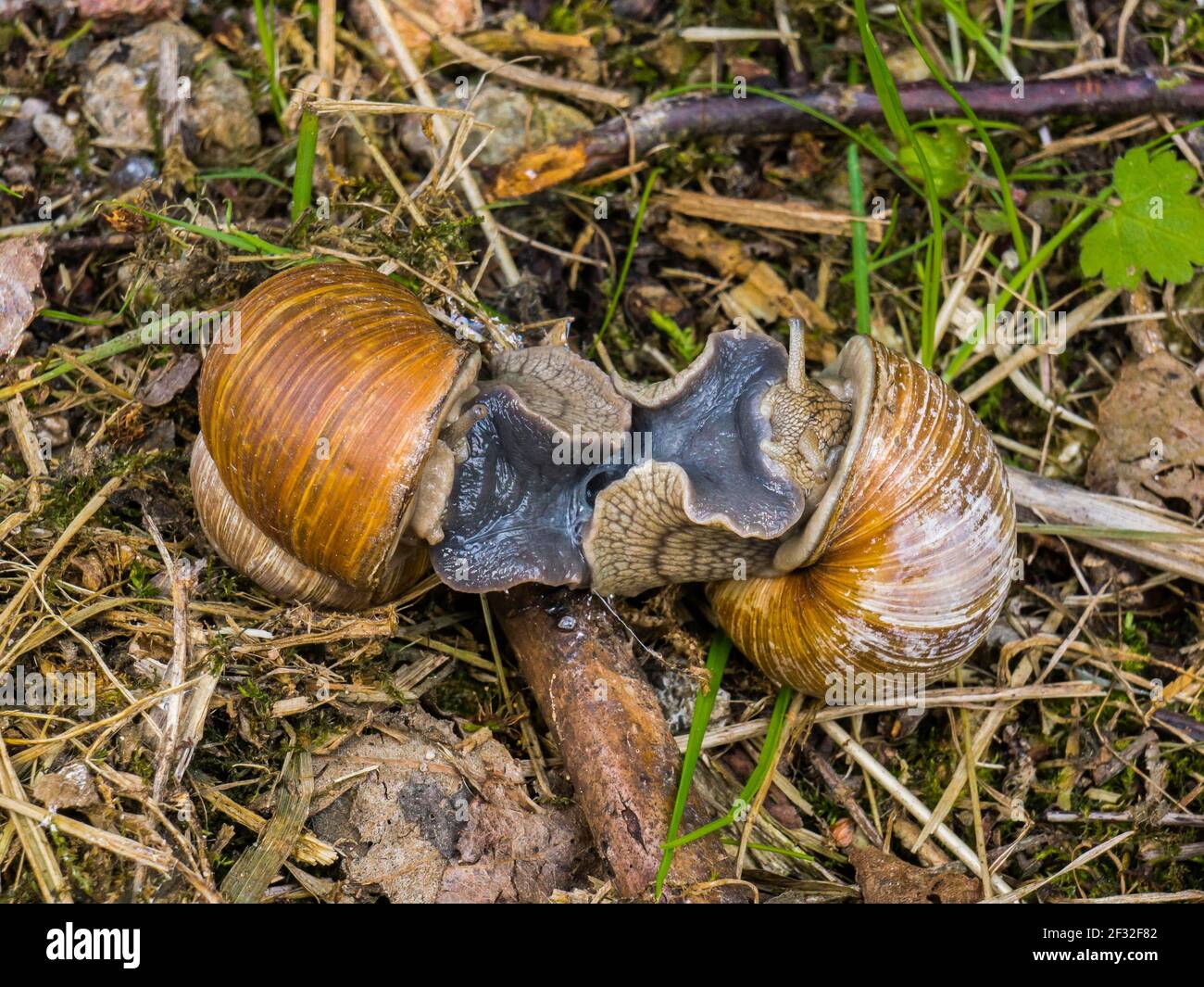 Burgunder Schnecke (Helix pomatia), Paarung, Mecklenburg-Vorpommern, Deutschland Stockfoto