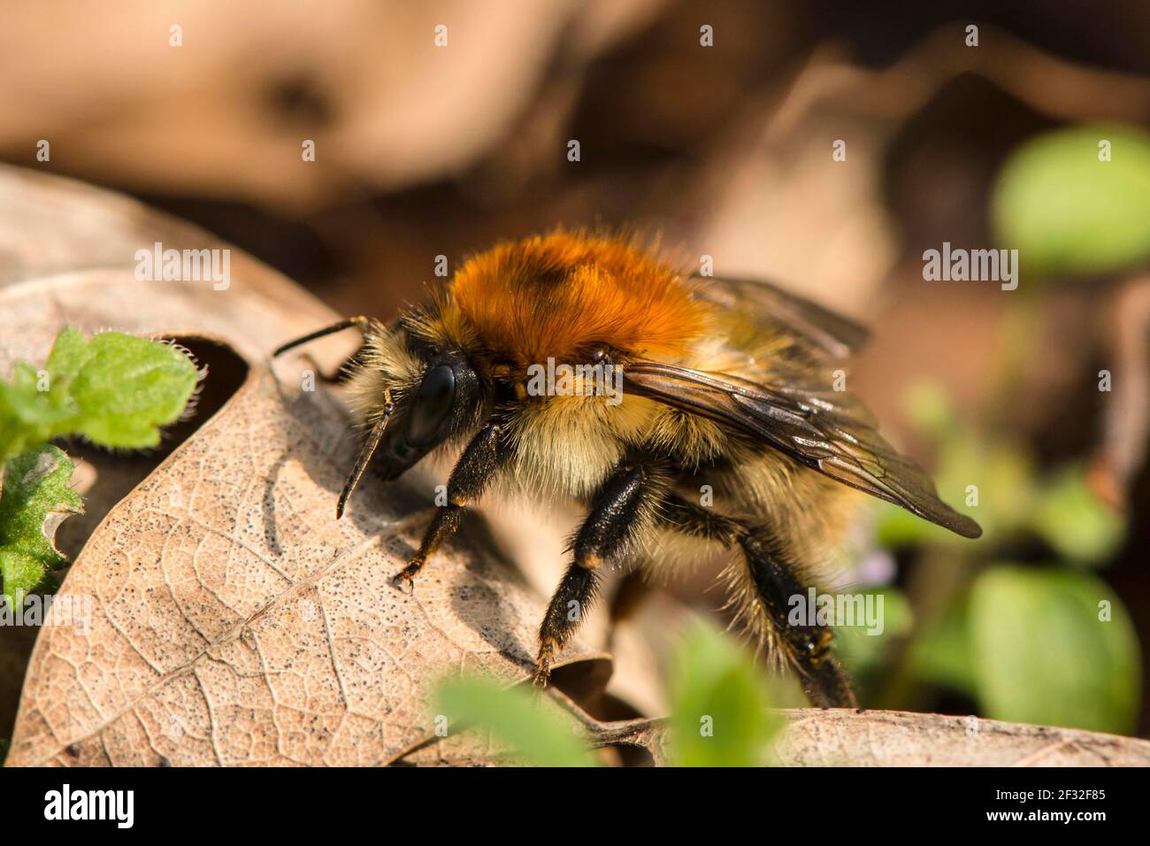 Carder-Biene (Bombus pascuorum), Hummel, Mecklenburg-Vorpommern, Deutschland Stockfoto