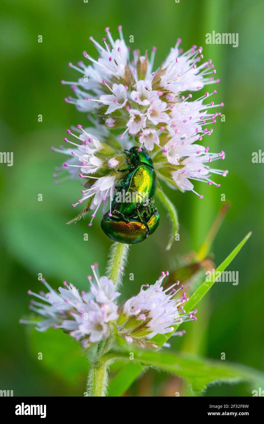 Goldglänzender Blattkäfer (Chrysolina fastuosa), Käfer, Paarung, Wasserminze (Mentha aquatica), Mecklenburg-Vorpommern, Deutschland Stockfoto