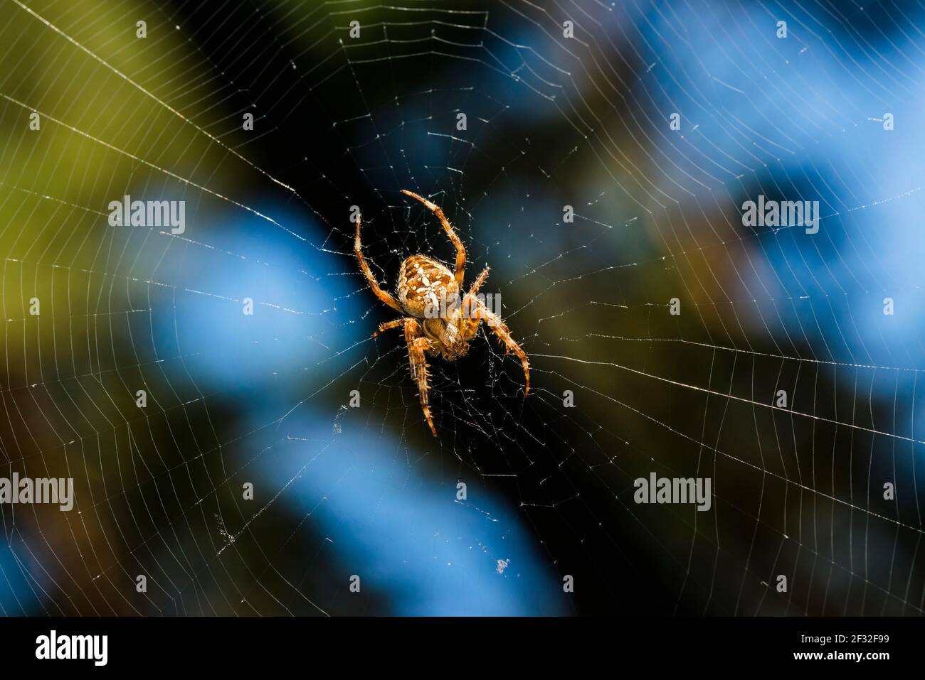 Europäische Gartenspinne (Araneus diadematus), Kreuzspinne, Spinnennetz, Netz, Hagenow, Mecklenburg-Vorpommern, Deutschland Stockfoto