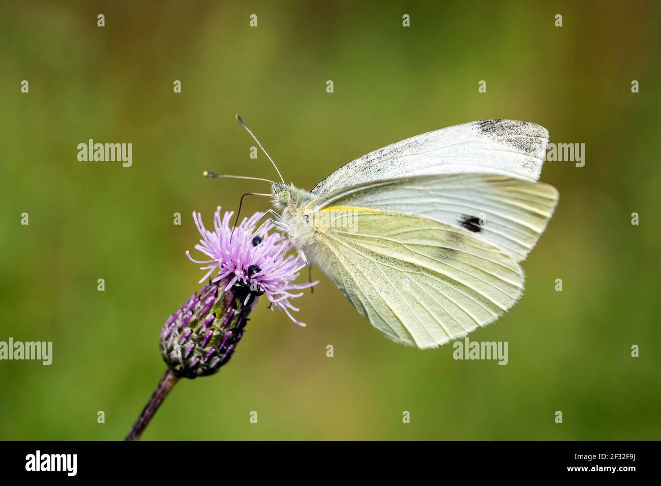 Klein klein weiß (Pieris rapae), Schmetterling, Mecklenburg-Vorpommern, Deutschland Stockfoto