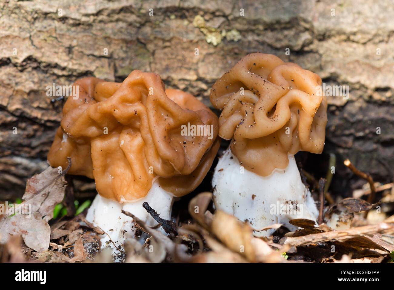 Riesen-Lorchel (Gyromitra gigas), Pilz, Lorchel, Mecklenburg-Vorpommern, Deutschland Stockfoto