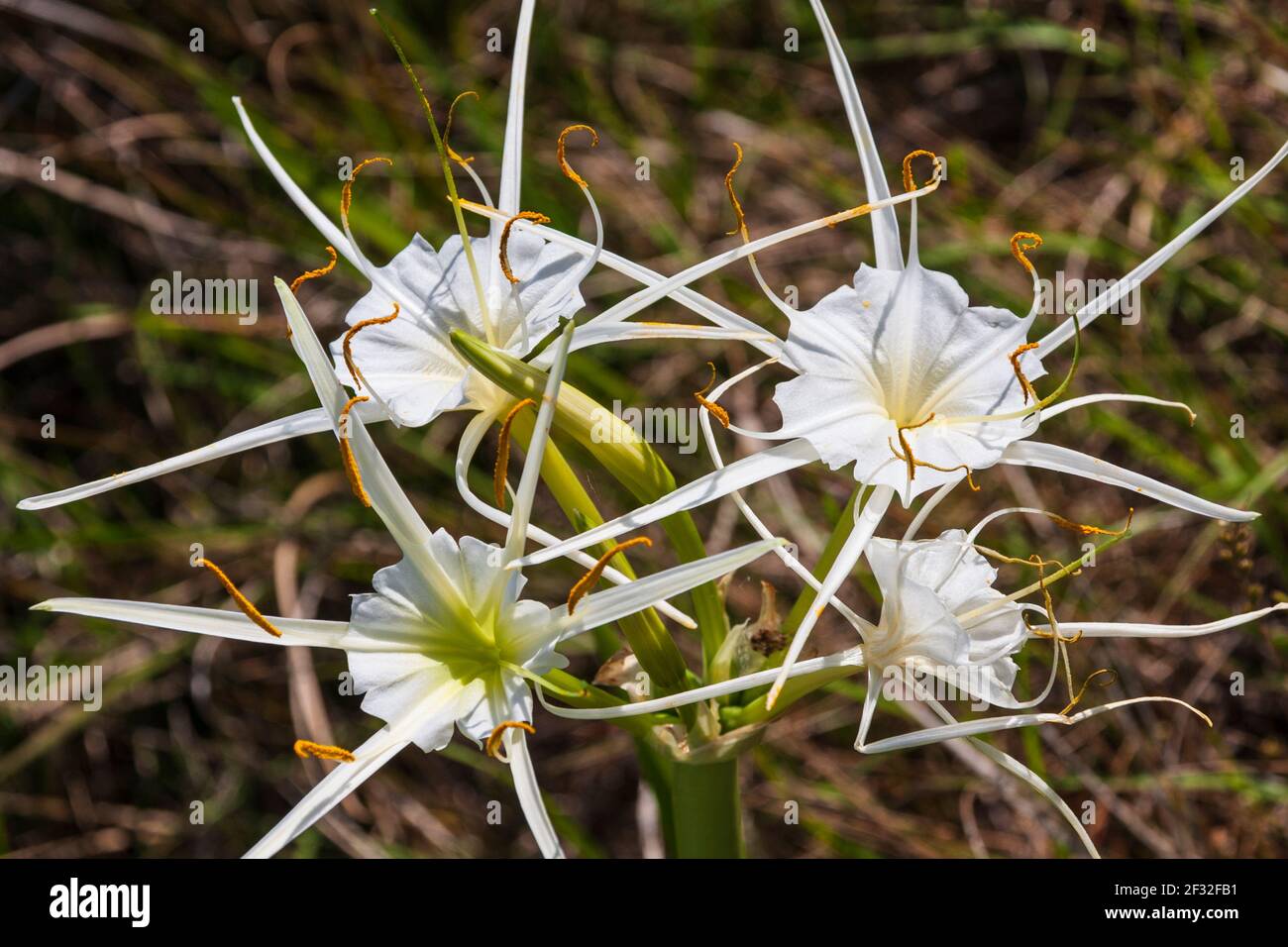 Spider Lily, Hymenocallis liriosme, wild wachsend am Straßenrand und in nahe gelegenen Feldern, entlang Texas Highway 382 in der Nähe von Whitehall, Texas. Stockfoto