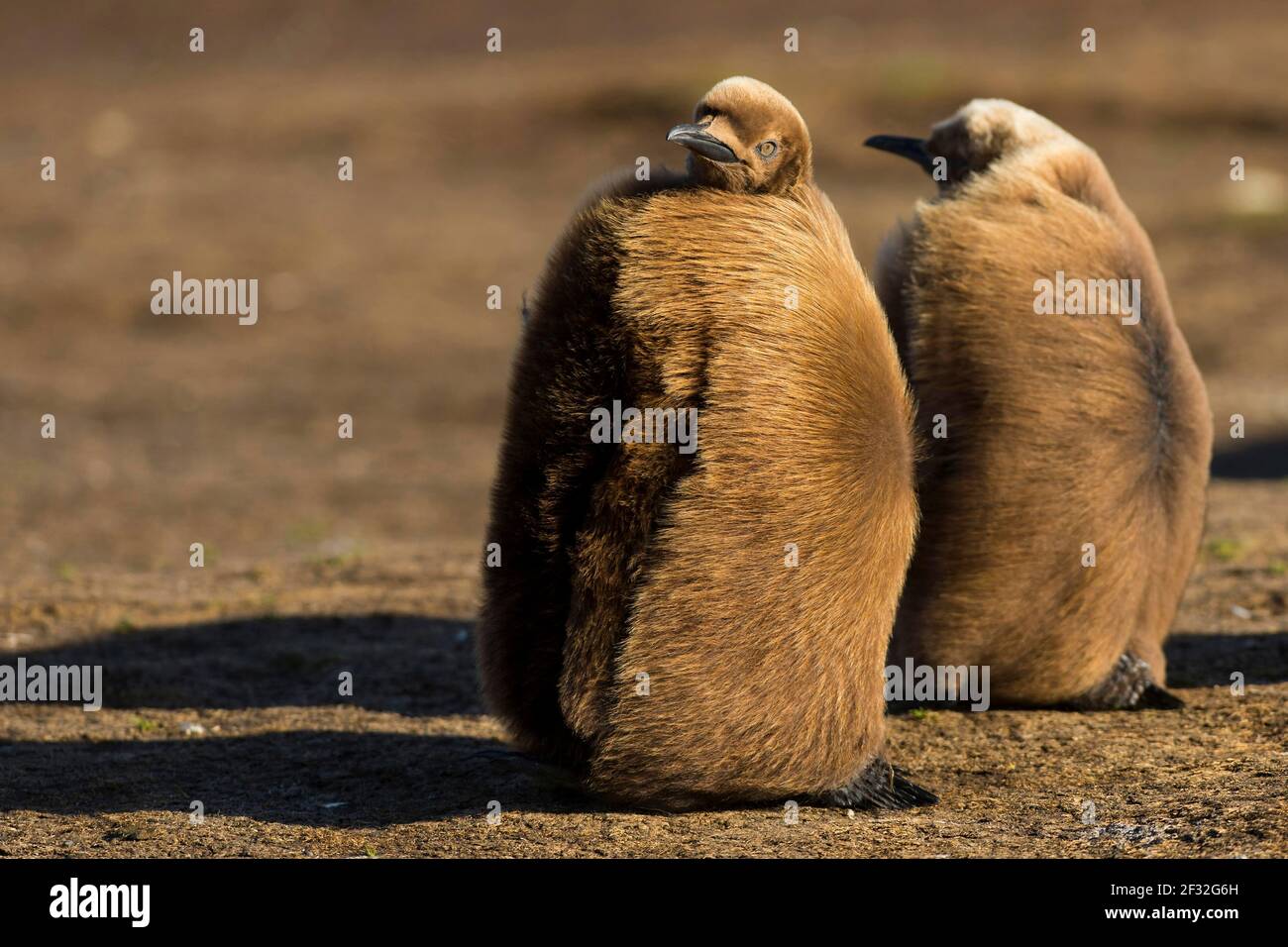 Volunteers Point, Königspinguin (Aptenodytes patagonicus), Jungvogel, Falklandinseln, Großbritannien Stockfoto