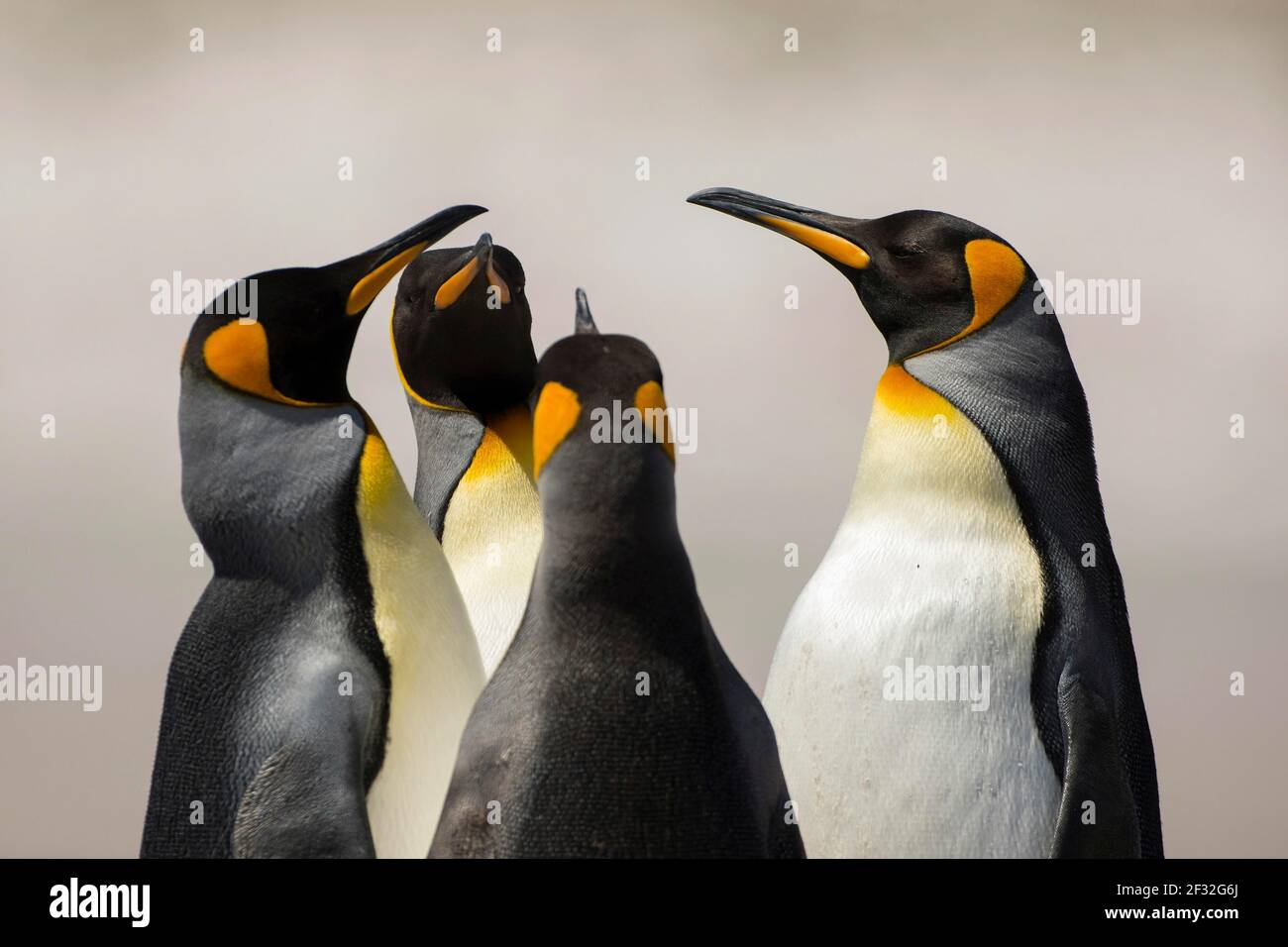 Volunteers Point, Königspinguine (Aptenodytes patagonicus), Gruppe, Falklandinseln, Vereinigtes Königreich Stockfoto