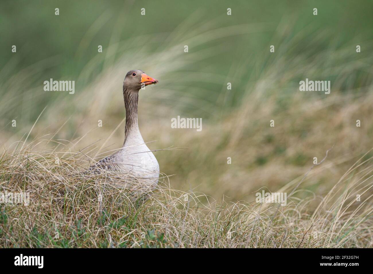 Graugans (Anser anser), ausgewachsener Vogel, April, Texel Insel, Nordsee, Nordholland, Niederlande Stockfoto