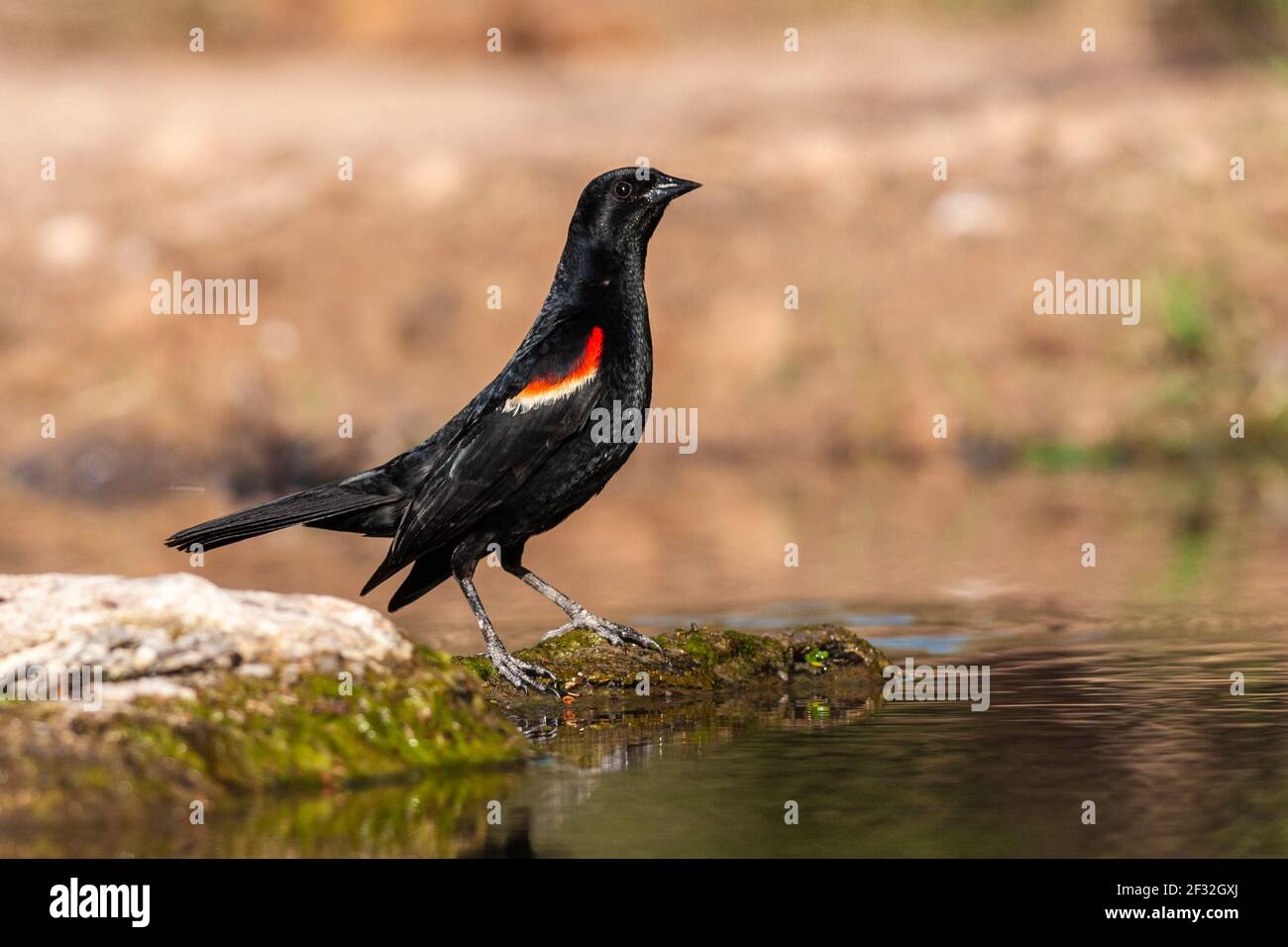 Red-winged blackbird, Agelaius phoeniceus, auf der Suche nach Wasser und Entlastung von der Hitze des Sommers, auf einer Ranch in South Texas. Stockfoto