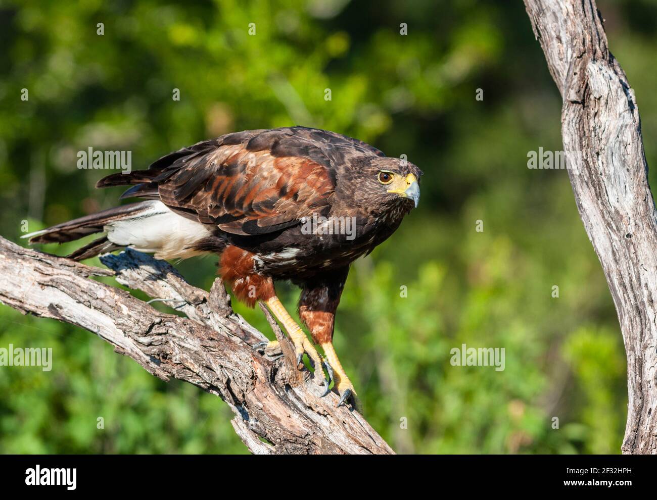 Harris Hawk, Parabuteo unicinctus, im Süden von Texas. Stockfoto