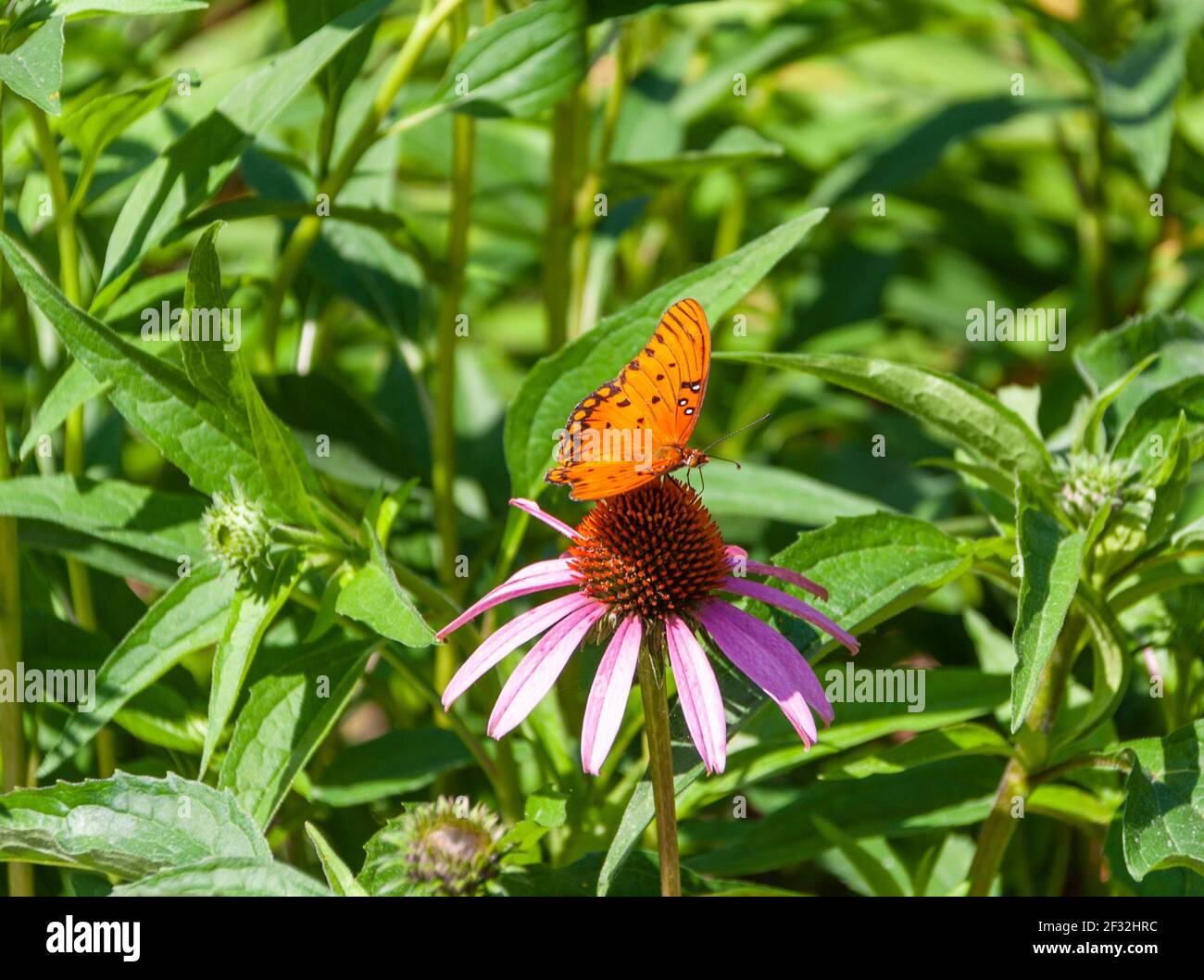 Gulf Fritillary, Agrulis vanillae, Butterfly on Purple Coneflower im Mercer Arboretum und Botanical Gardens in Spring, Texas. Stockfoto