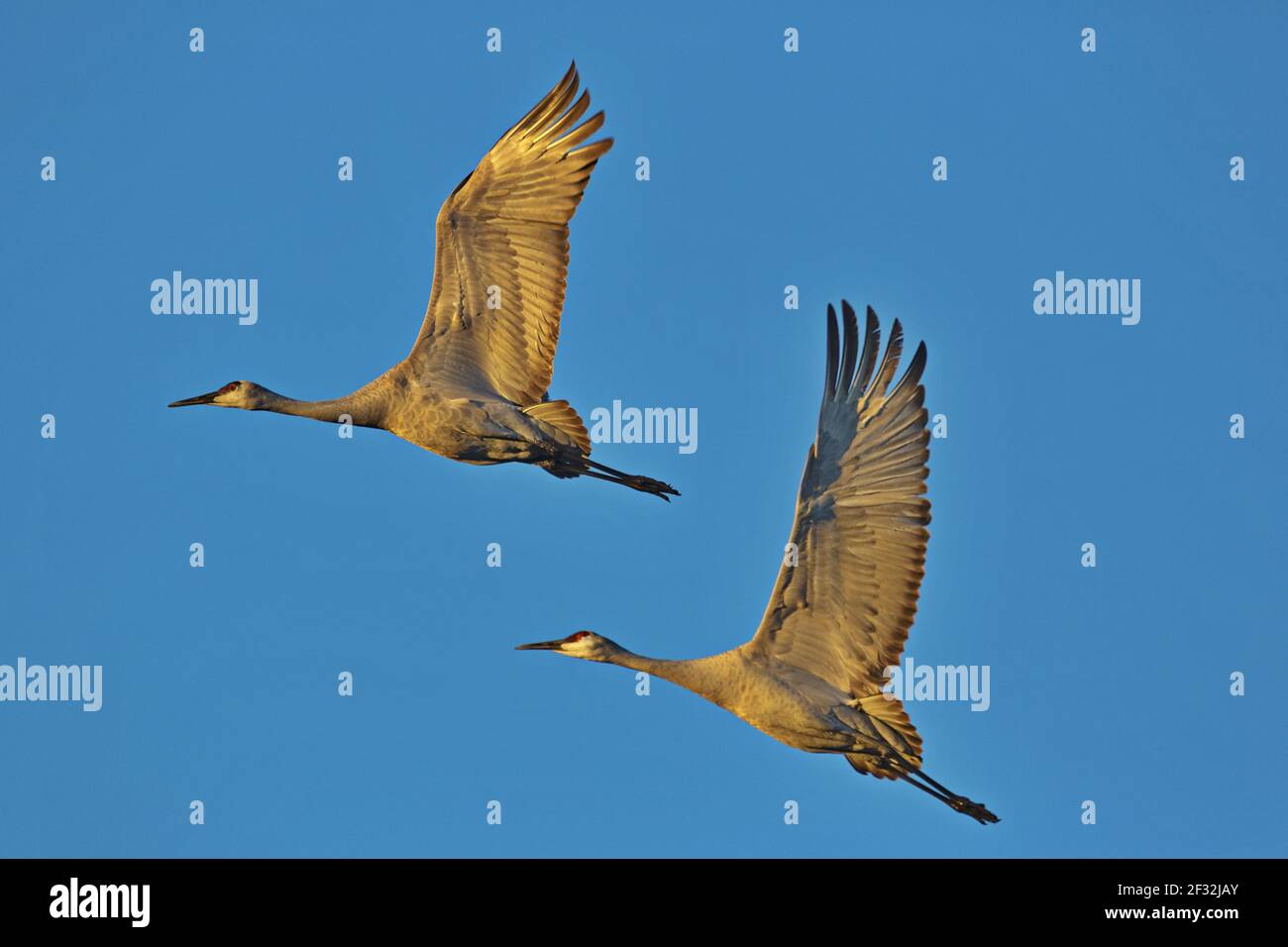 Aufsteigende Kranichpaare steigen im Flug gegen eine Strahlend blauer Himmel in ruhiger Harmonie und Freiheit Stockfoto