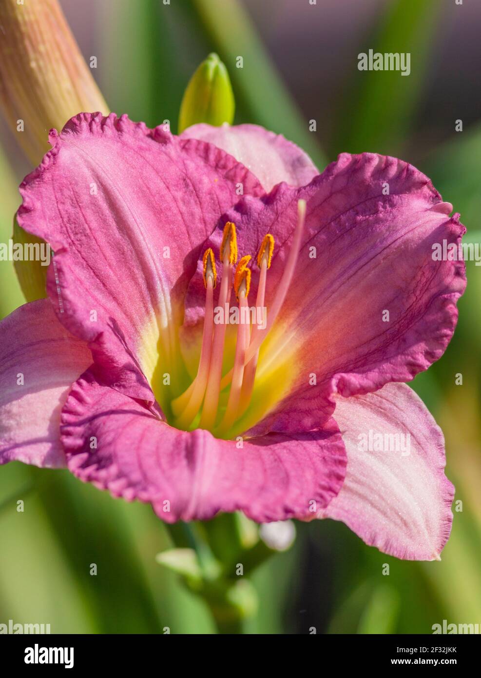 Taglie, Hemerocallis 'drei Wünsche', im Mercer Arboretum und Botanischen Garten in Spring, Texas. Stockfoto