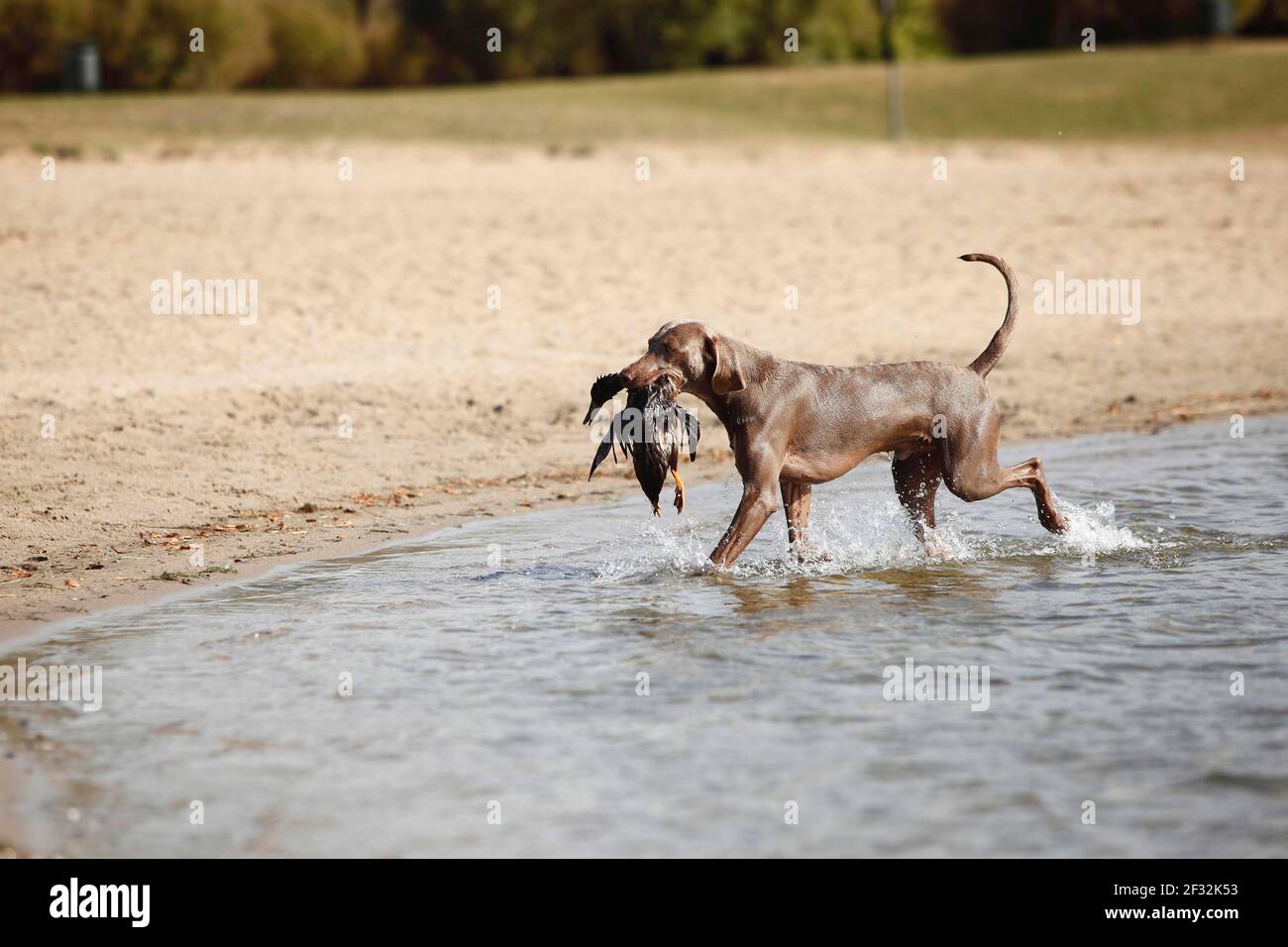 Weimaraner, Rüde, entnommene Ente Stockfoto