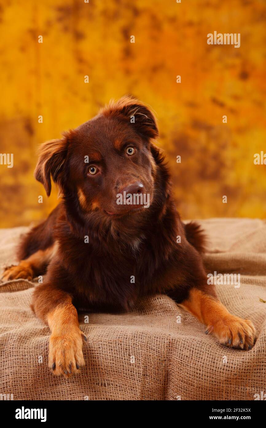 Australian Shepherd, männlich, rot, sieht treu, lügen Stockfoto