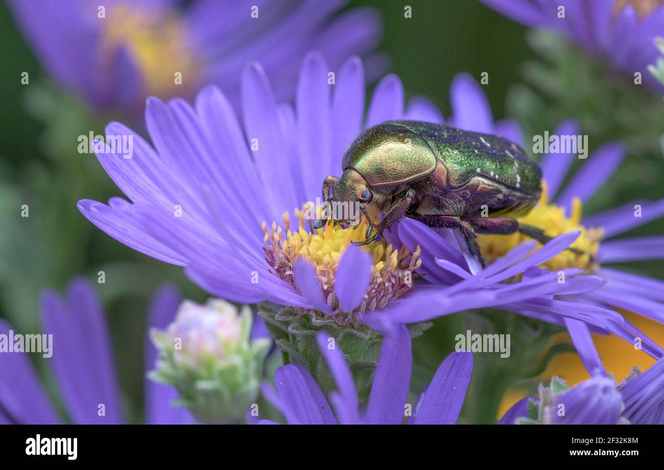 Golden strahlender Rosenkäfer (Cetonia aurata), Aster (Aster), Geo Naturpark Frau-Holle-Land, Hessen, Deutschland Stockfoto