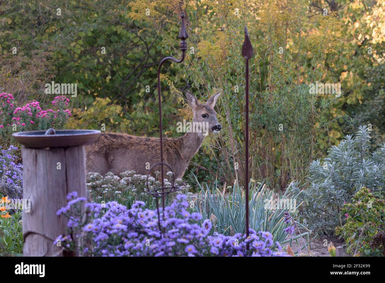Rehe im garten Fotos und Bildmaterial in hoher Auflösung Alamy