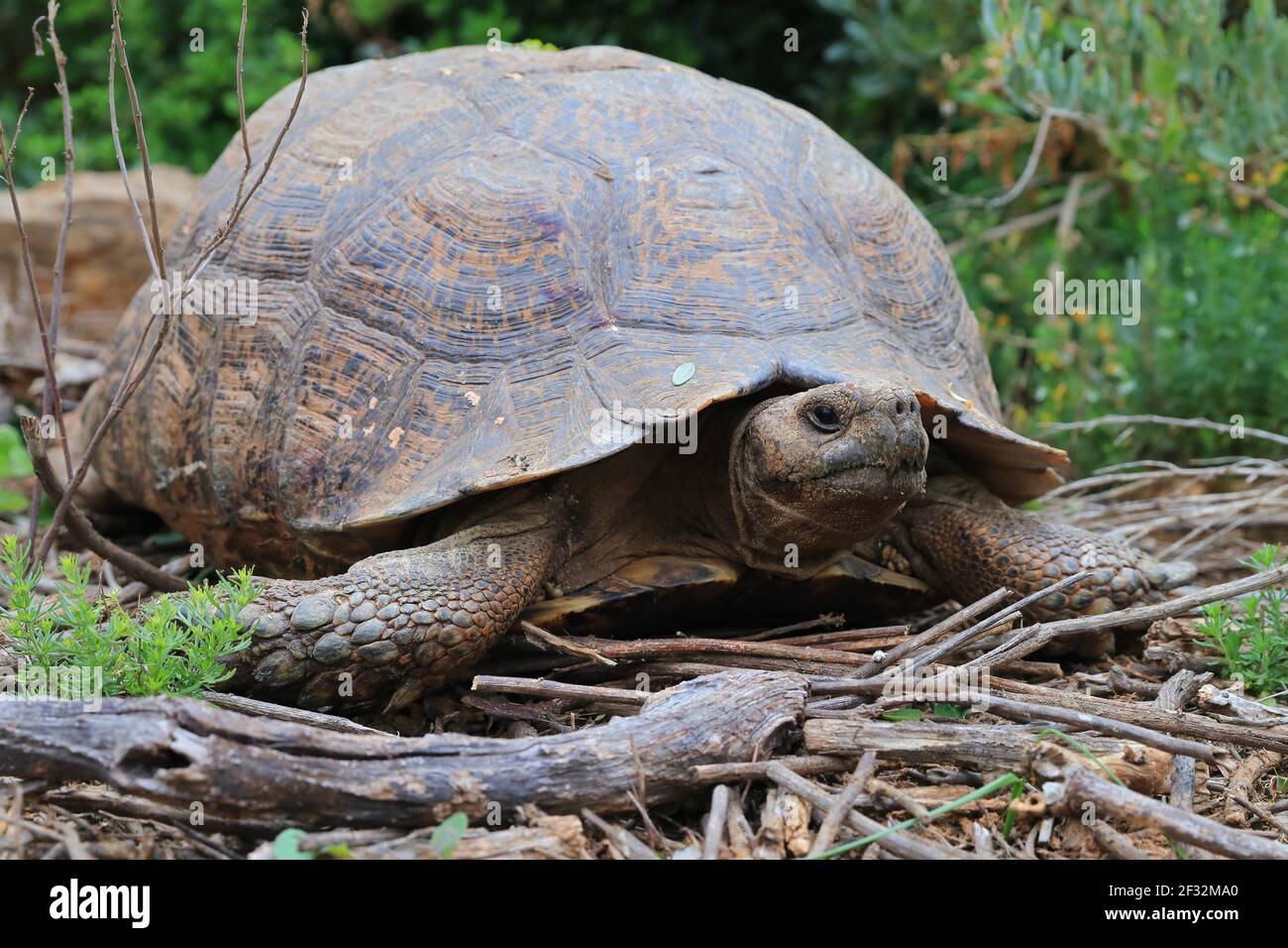 Angulate Tortoise (Chersina angulata), Kariega Game Reserve, Western Cape, Südafrika Stockfoto