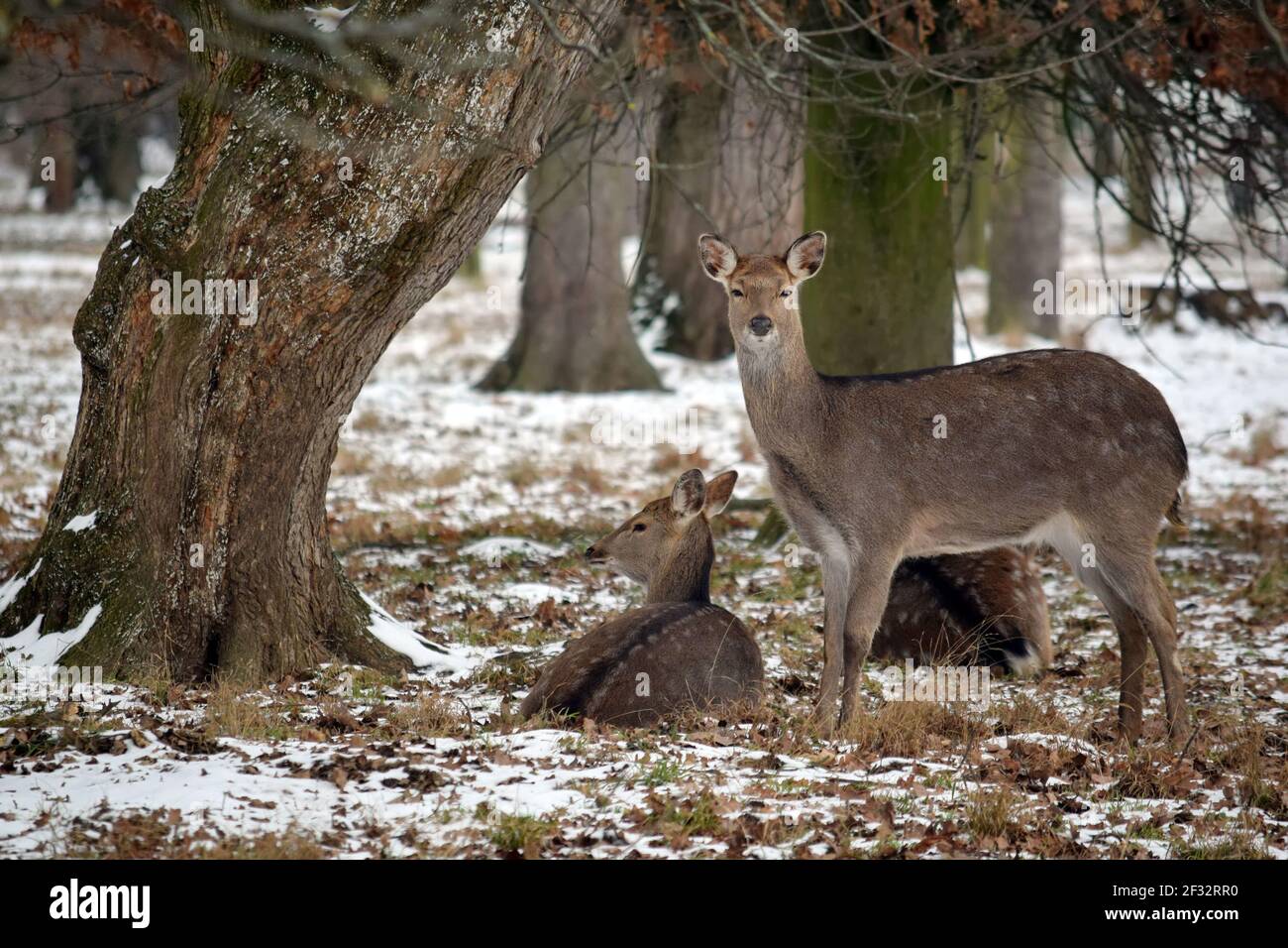Dybowskii Hirschinnen im Winterwald Stockfoto