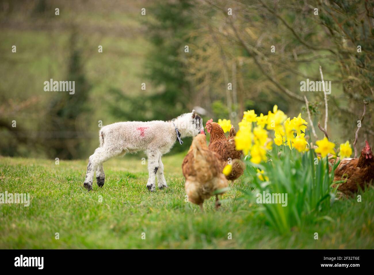 Weißes Lamm auf eigene Faust in grünem Gras Feld Stockfoto