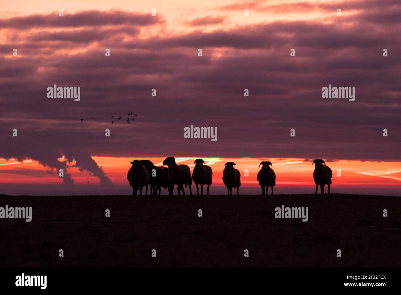 Schafe und Lämmer bei Sonnenaufgang Sonnenuntergang am Horizont Lose Von Farben Stockfoto