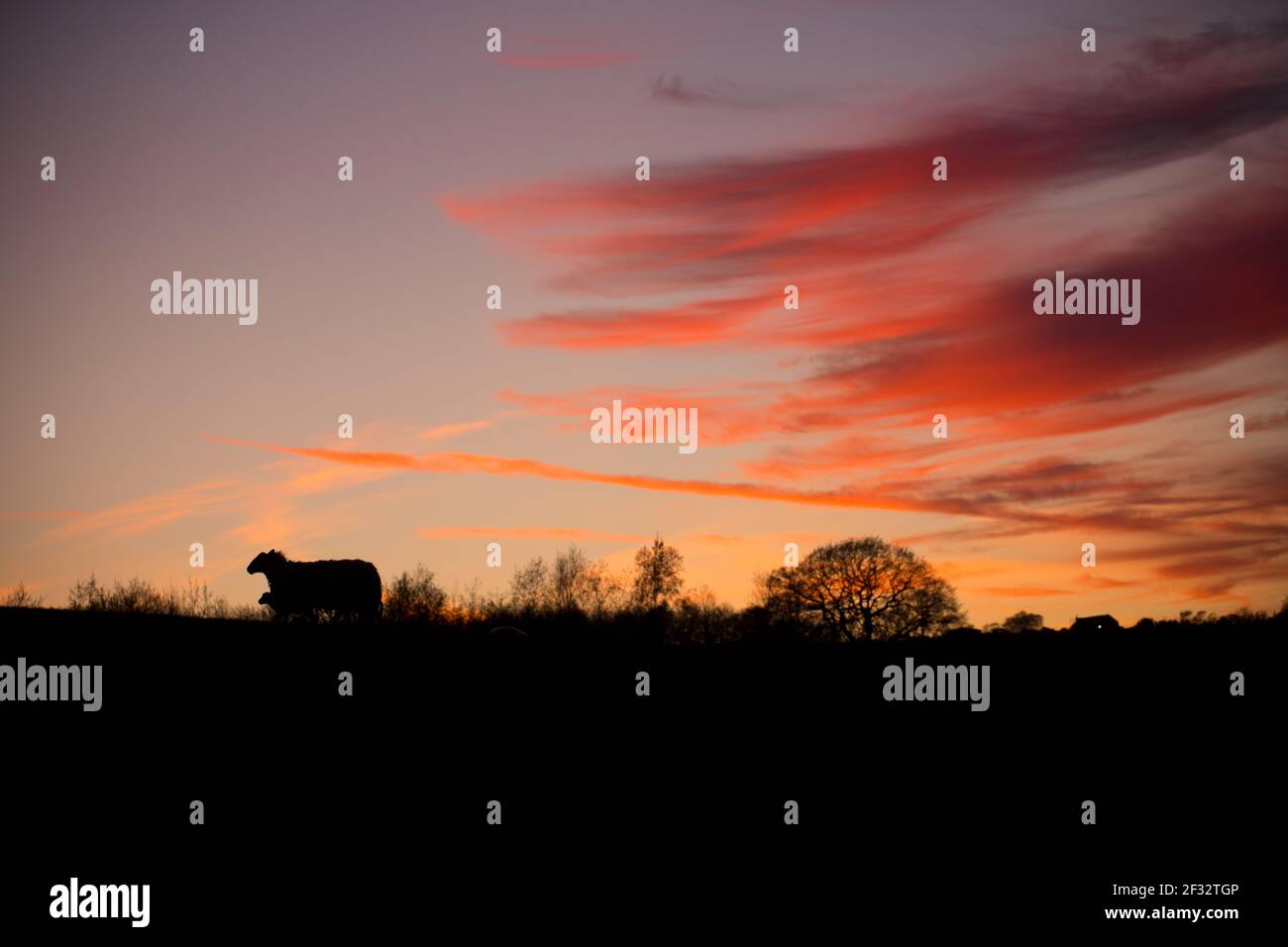 Schafe und Lämmer in schönen orange Sonnenuntergang am Horizont Stockfoto