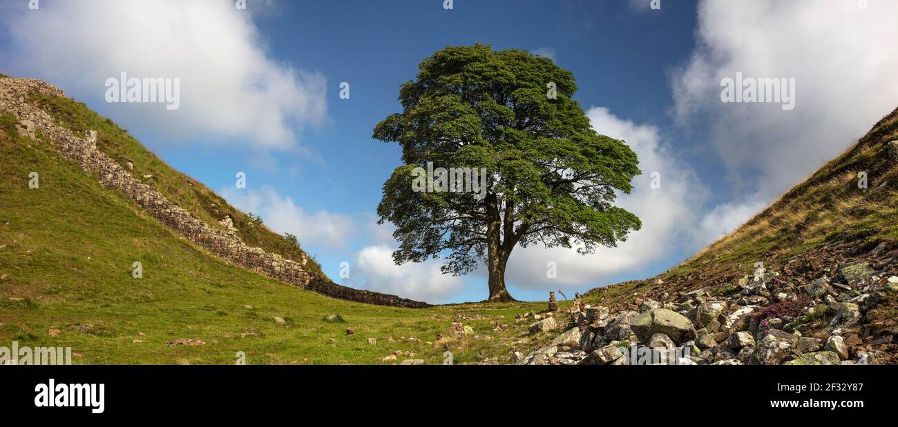 Panoramablick auf Sycamore Gap am Hadrianwall bei Haltwhistle, Northumberland, England, Großbritannien Stockfoto