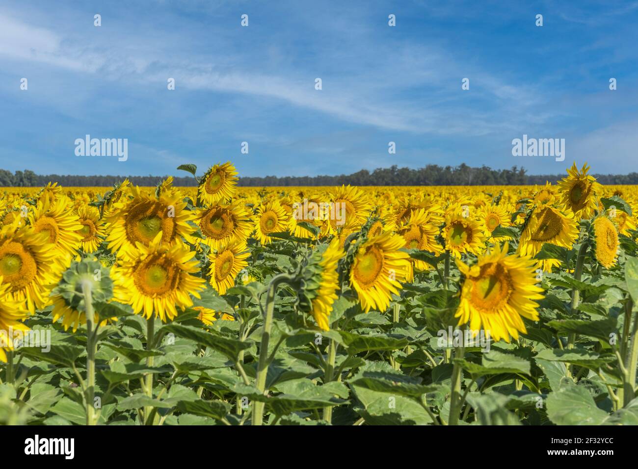 Feld der Sonnenblumen in der Blüte. Im Hintergrund blauer Himmel mit einigen Wolken Stockfoto