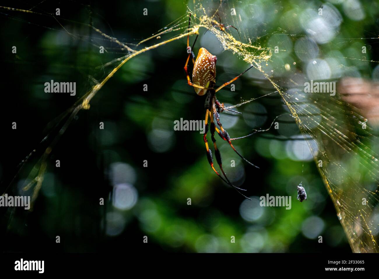 Eine einzelne große Orb Spinne wartet auf ihr Netz Stockfoto