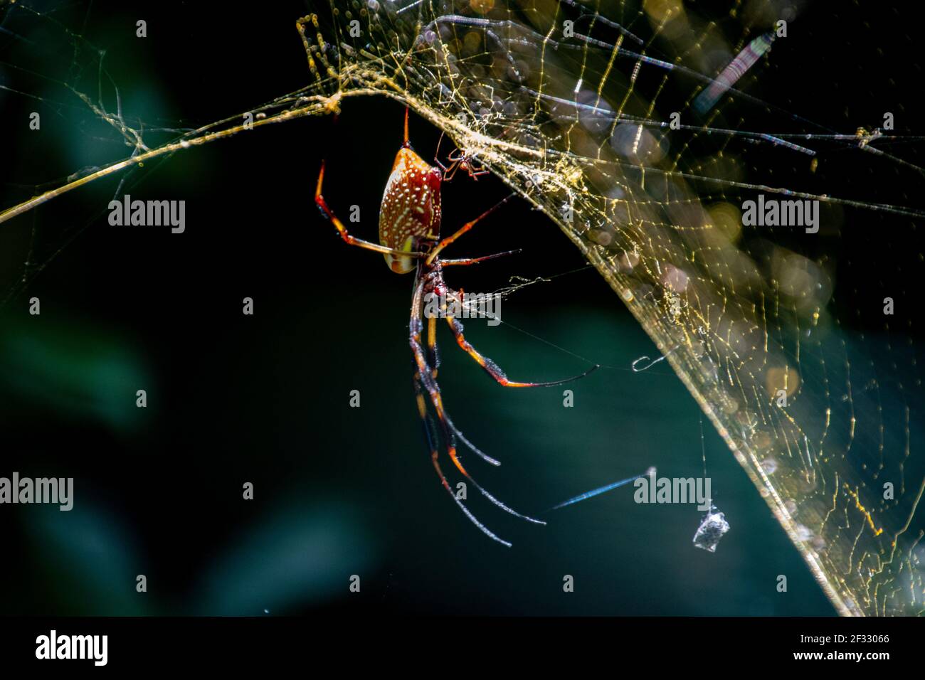 Eine einzelne große Orb Spinne wartet auf ihr Netz Stockfoto