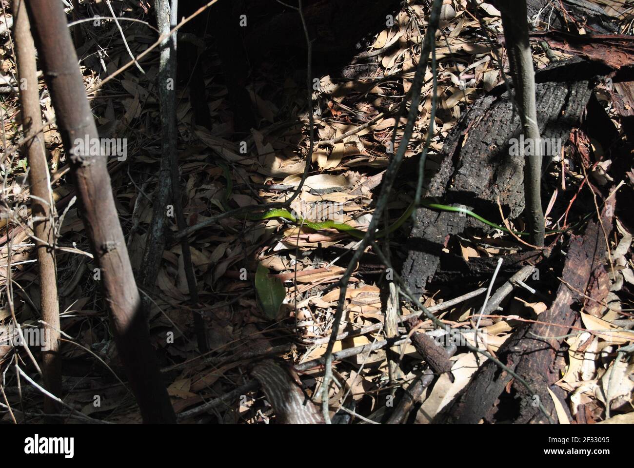 Waldspaziergang und Erkundung für verschiedene gute Aufnahmen von Tieren Pflanzen und natürliche Formationen Stockfoto