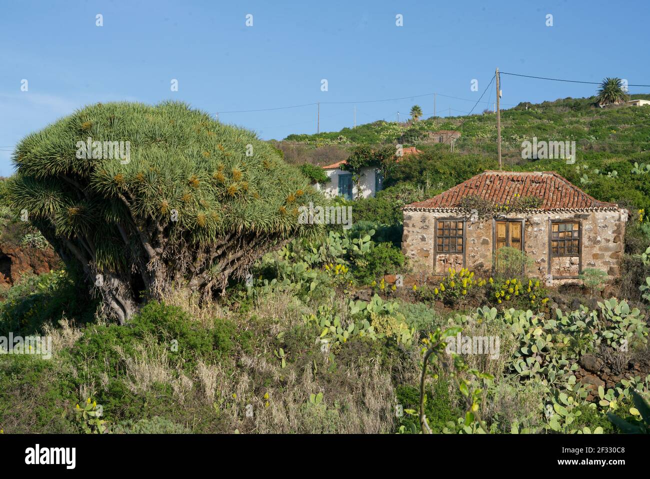 Drachenbaum von Salvatierra in La Palma Stockfoto