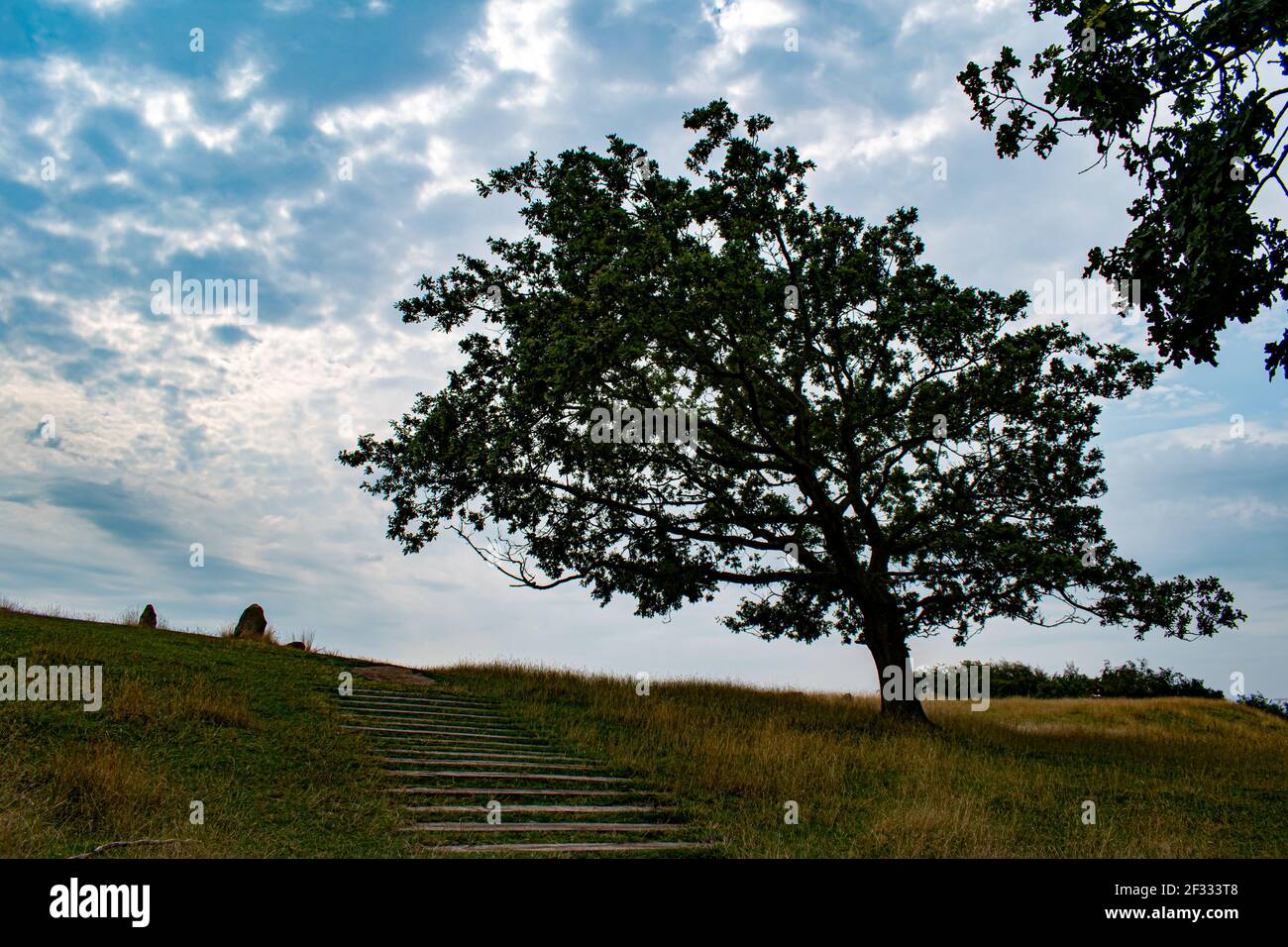 Monument Tree in Lindholm hoje viking Park und Museum, Dänemark Stockfoto