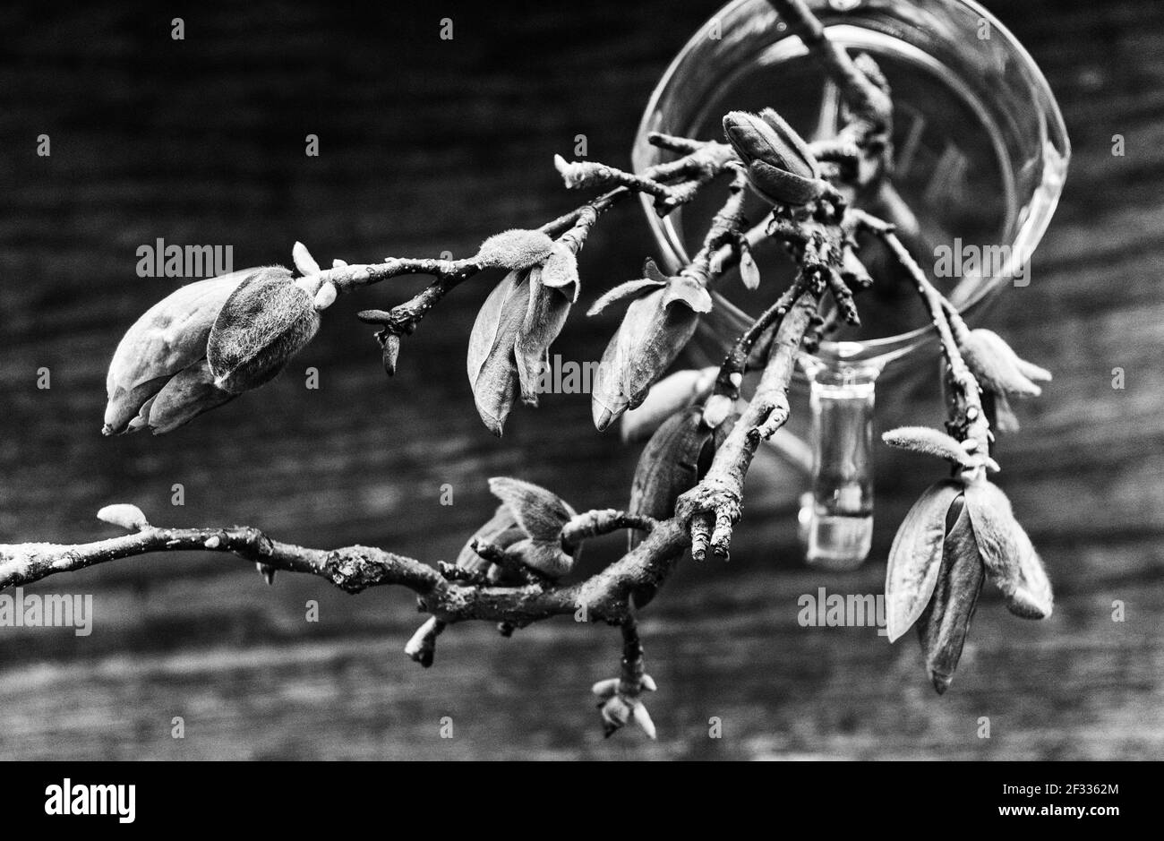 Ein Zweig mit rosa Magnolienknospen (Magnolia × soulangeana) befindet sich in einem Glaskrug über einem Holztisch. Stockfoto