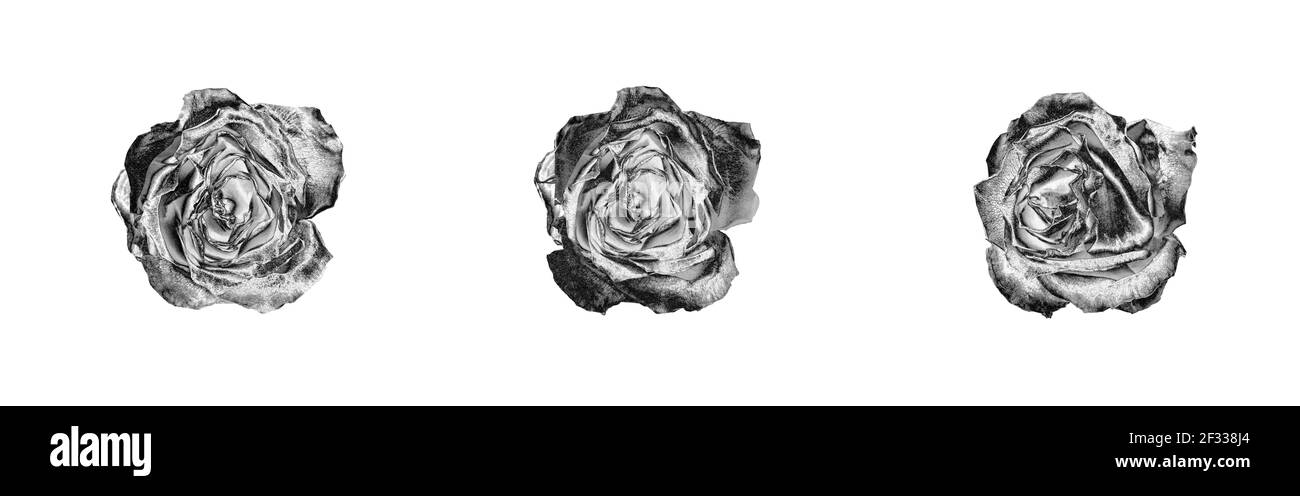 Silber Rose Blumen Set hellweiß Hintergrund isoliert Nahaufnahme Draufsicht, schöne schwarze und weiße Rosen Blume Sammlung, glänzend grau Metall rosa Stockfoto