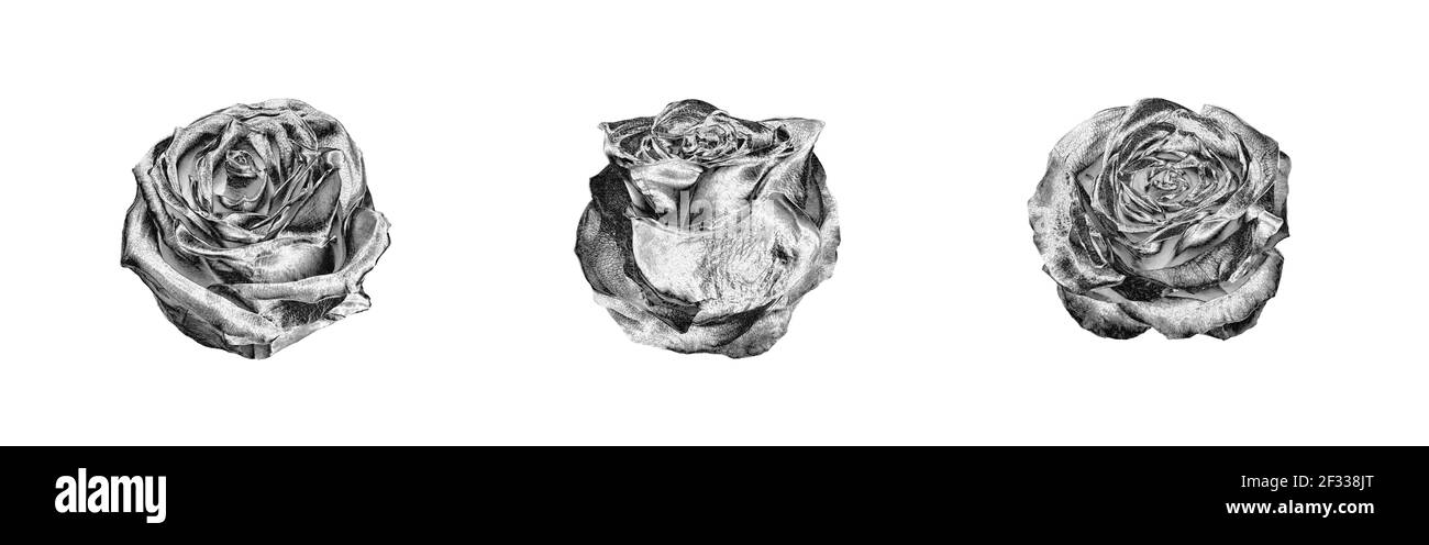 Silber Rose Blumen Set hellweiß Hintergrund isoliert Nahaufnahme Draufsicht, schöne schwarze und weiße Rosen Blume Sammlung, glänzend grau Metall rosa Stockfoto