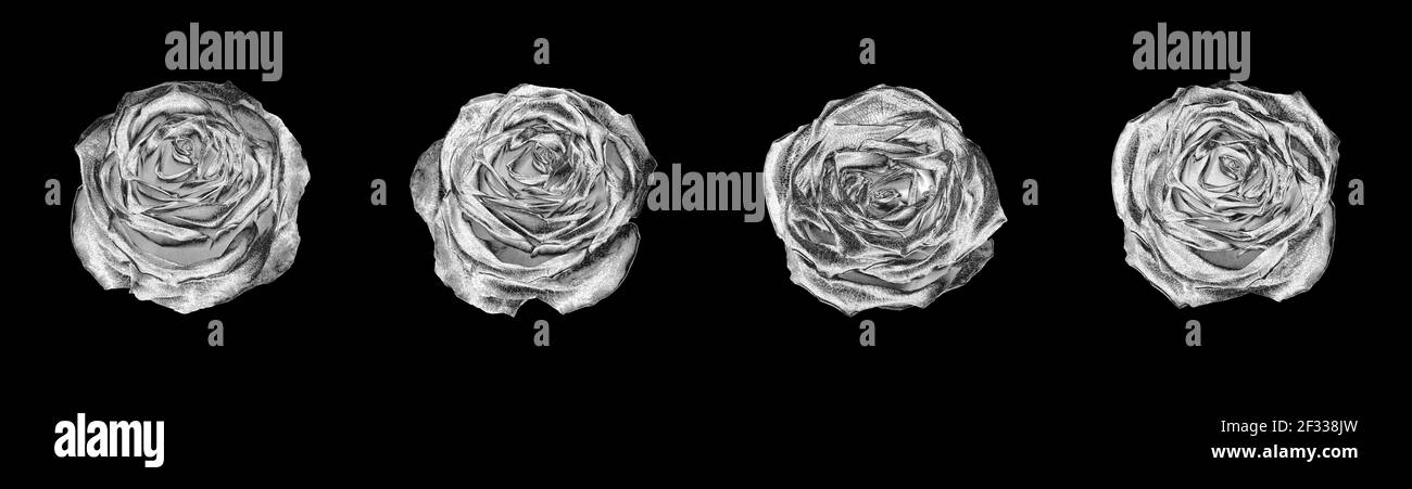 Silber Rose Blumen Set dunkelschwarz Hintergrund isoliert Nahaufnahme Draufsicht, schöne schwarz und weiß Rosen Blume Sammlung, glänzend grau Metall rosa Stockfoto