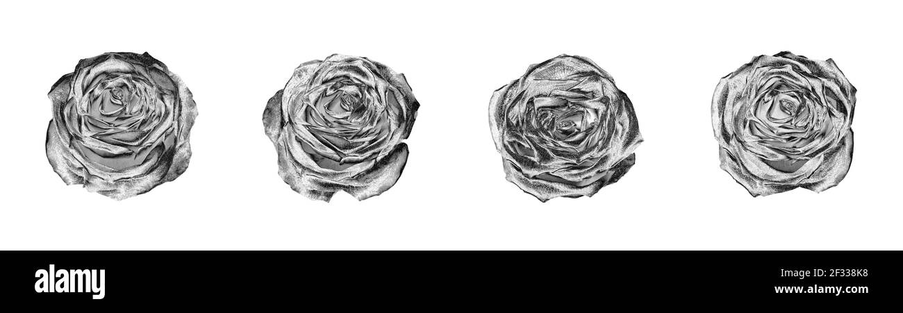 Silber Rose Blumen Set hellweiß Hintergrund isoliert Nahaufnahme Draufsicht, schöne schwarze und weiße Rosen Blume Sammlung, glänzend grau Metall rosa Stockfoto
