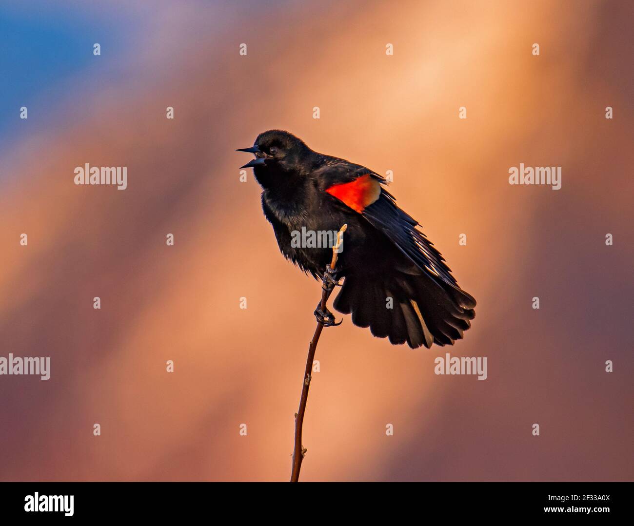 Ein Rotflügelvogel (Agelaius phoeniceus) singt, während er an einem dünnen Baumzweig bei Kaysville Ponds, Kaysville, Davis County, Utah, USA, festhält. Stockfoto