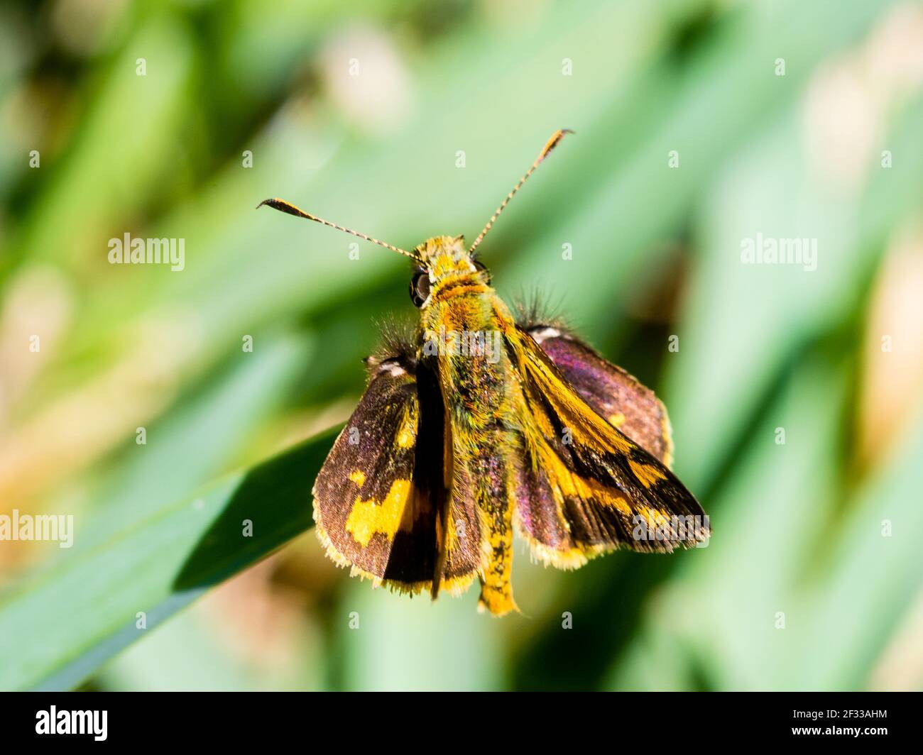 Schwarzgras-Dart Schmetterling als gefährdete Arten nativen NSW aufgeführt Australien Stockfoto