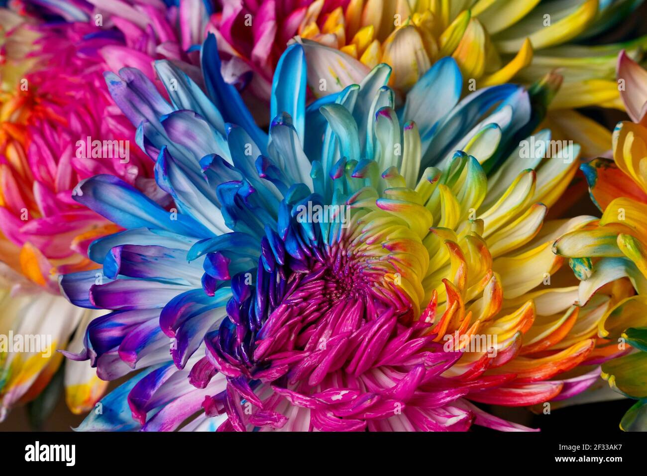 Eine Nahaufnahme einer bunten Blume. Stockfoto
