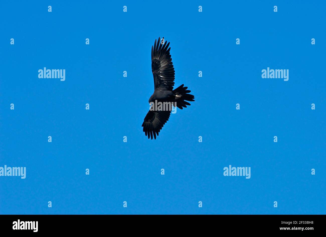 Ein Wedge Tail Eagle (Aquila Audax), der auf dem Flügel über Healesville im Yarra Valley in Victoria, Australien, gleitet und jagt. Stockfoto