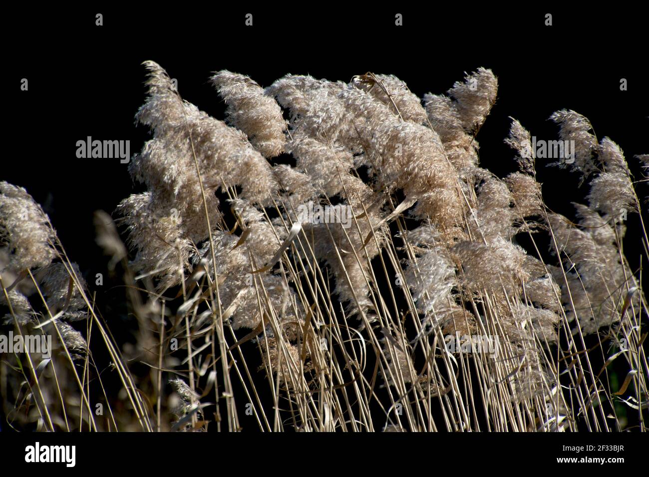 Im Wind wehende Grasköpfe (Chlonocloa Pallida) bilden ein hübsches Muster am See im Jells Park in Glen Waverley, Victoria, Australien. Stockfoto