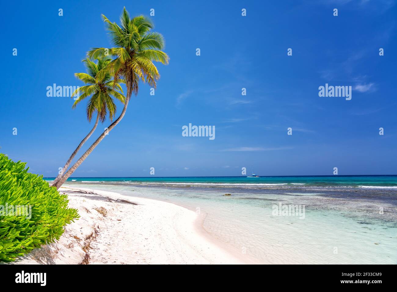 Palmen an einem wunderschönen tropischen sonnigen Strand in der Dominikanischen republik Stockfoto