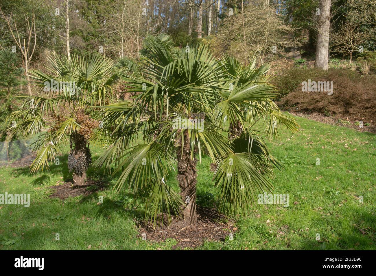 Trachycarpus Winter Garden Stockfotos und bilder Kaufen Alamy