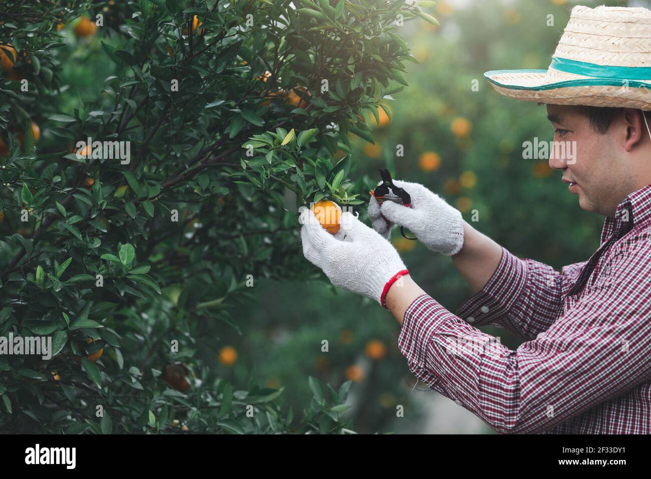 Gärtner ernten reife Orangen im Mandarinengarten Stockfoto