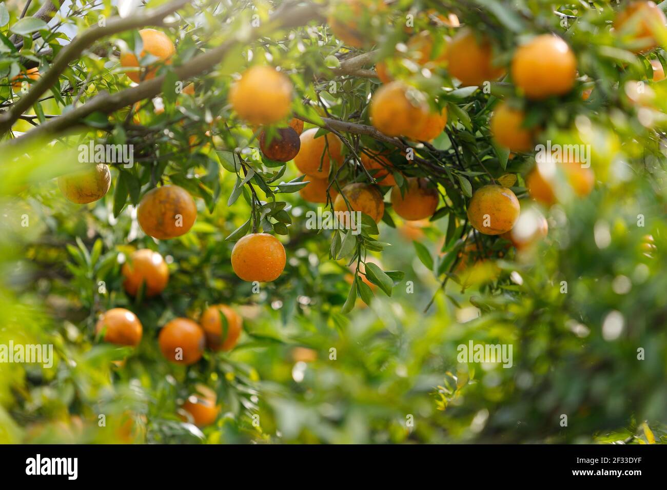 Reife Orangen hängen am Zweig im Mandarinengarten Stockfoto