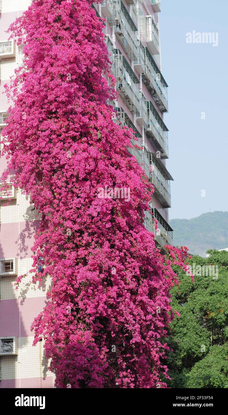 Shenzhen, China. März 2021, 14th. Eine 20 Meter hohe Rhododendron Azalea voller Blüte wie ein Blumenwasserfall in Shenzhen, Guangdong, China am 14th. März 2021.(Foto von TPG/cnsphotos) Kredit: TopFoto/Alamy Live News Stockfoto