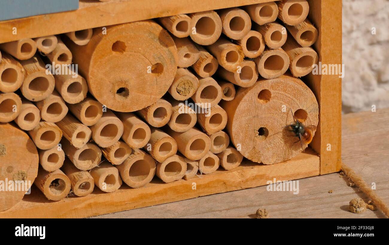 Insektenhotel mit der europäischen Obstbaumbiene Stockfoto
