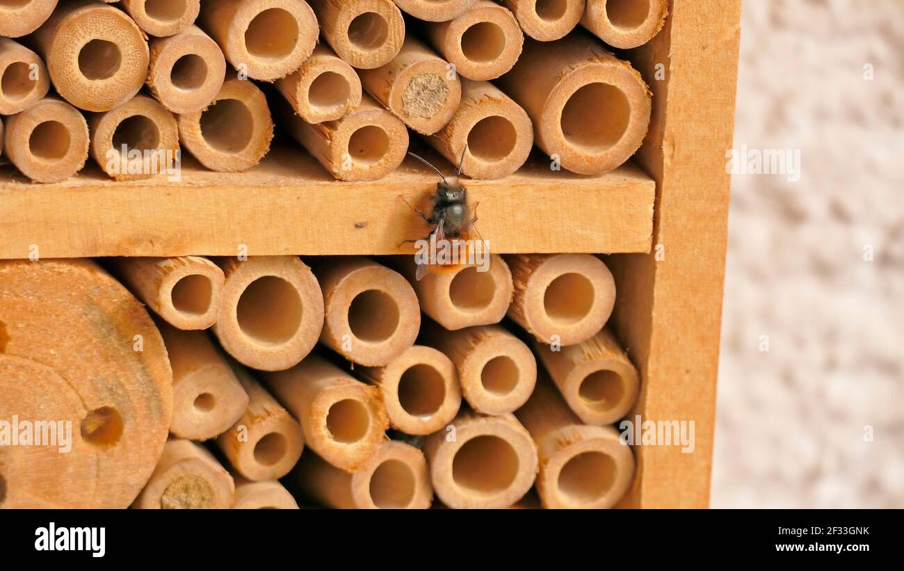 Insektenhotel mit der europäischen Obstbaumbiene Stockfoto