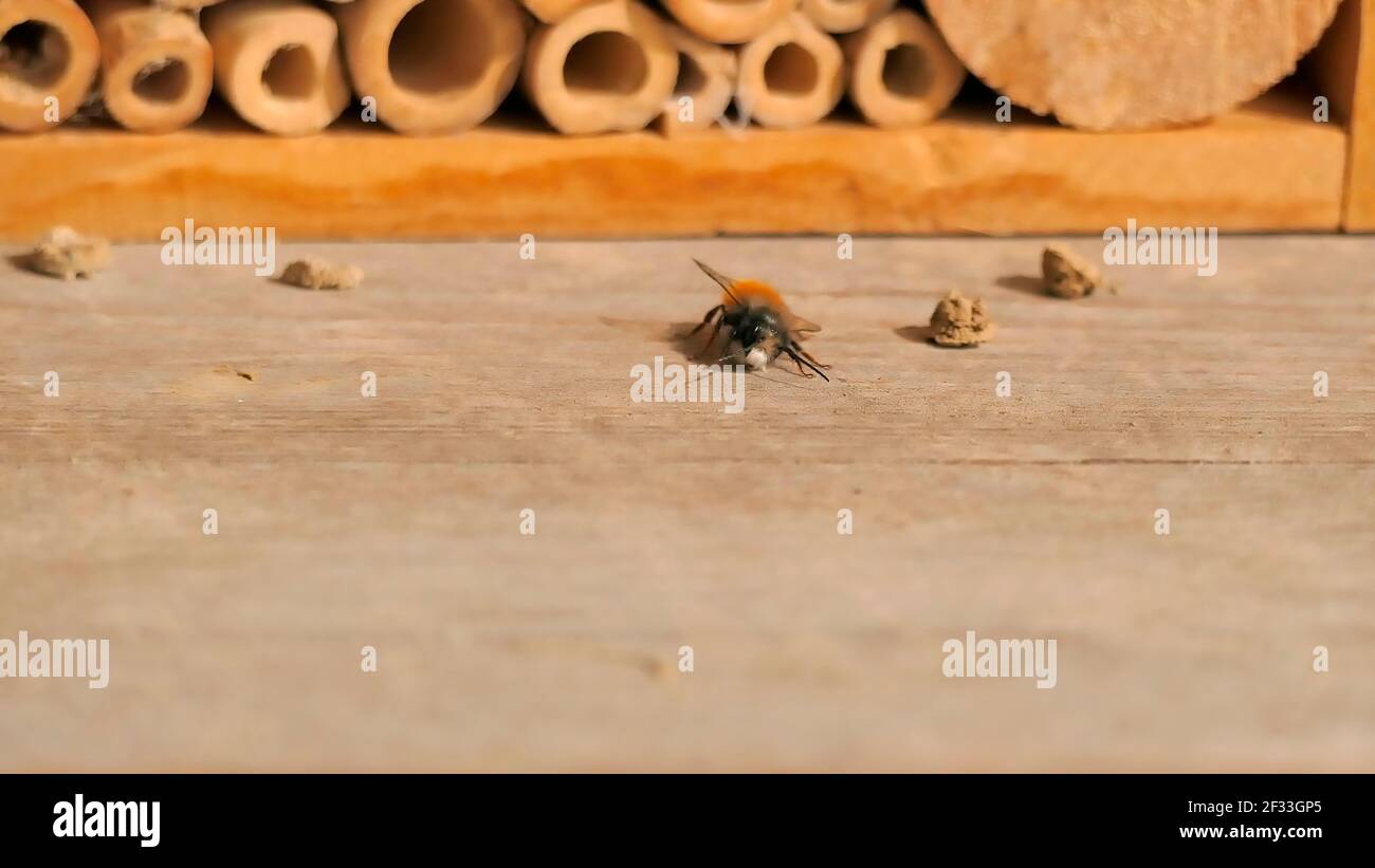 Insektenhotel mit der europäischen Obstbaumbiene Stockfoto