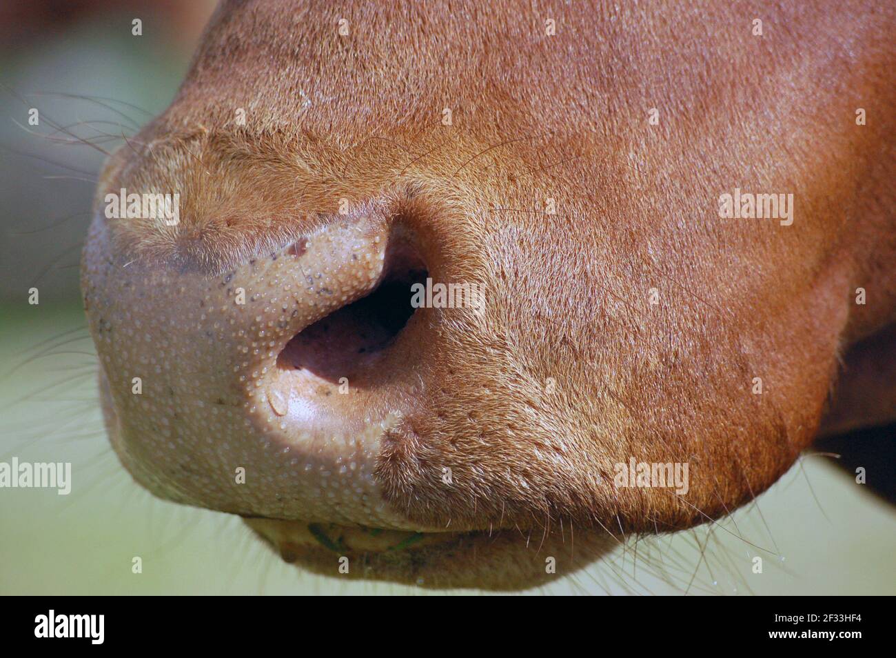Nahaufnahme der Schnauze / Nase eines braunen Kuh Stockfoto